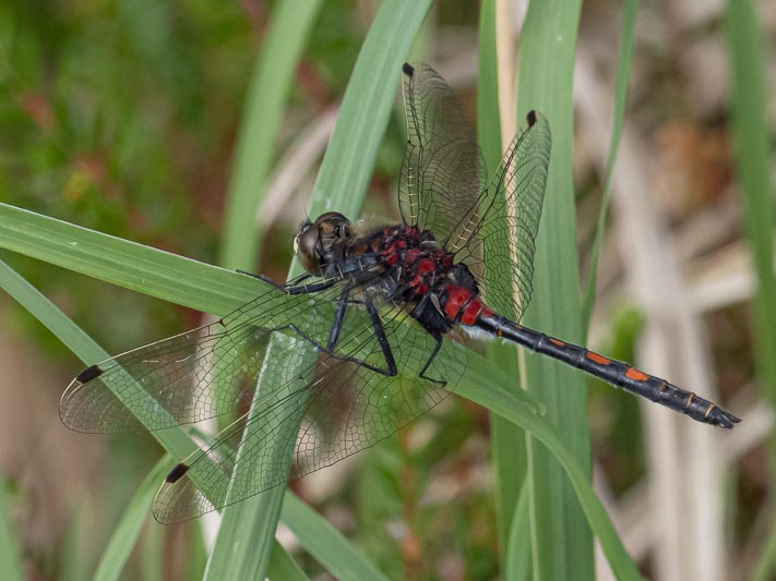 Leucorrhinia dubia (Small Whiteface) male-3.jpg